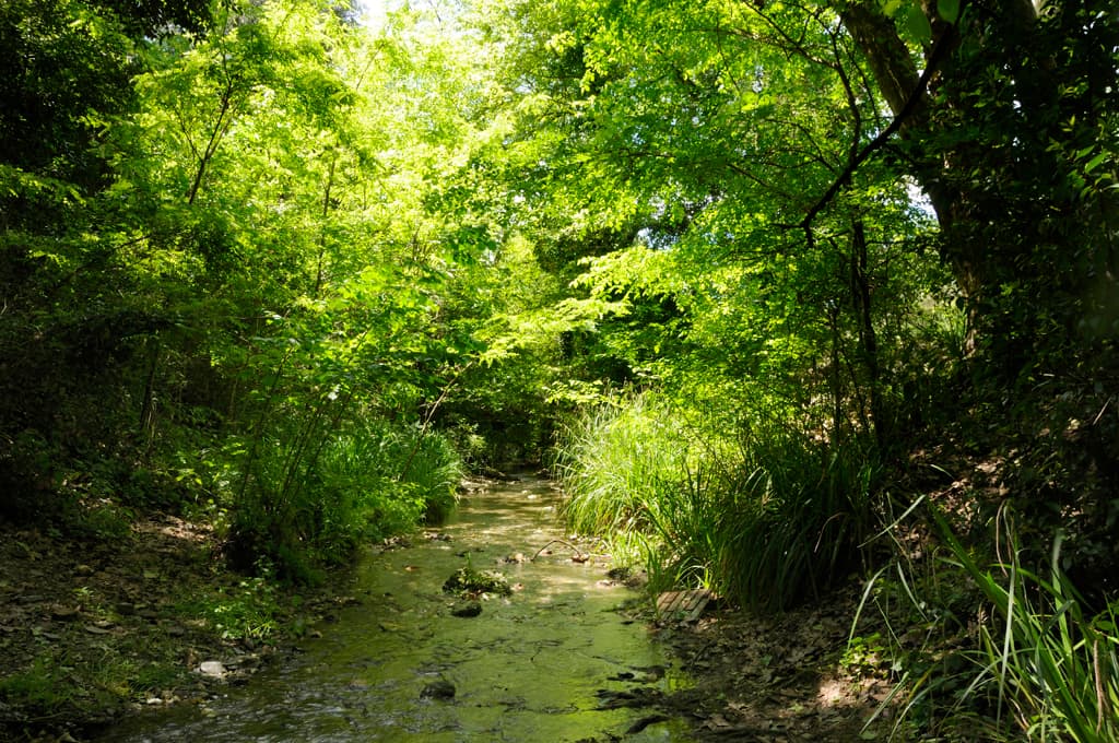 Riachuelo en el bosque de Collserola